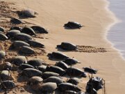 Maui Hana Sea Turtles-2
