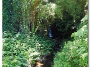 Akaka Falls Stream_2013