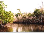 Florida Glades_1998