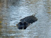 Gator-Jr-sig-1-topaz-sharpen-lighting-leaf-2