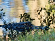 Gator-Jr-sig-5-topaz-denoise-sharpen-color-lighting-leaf-2